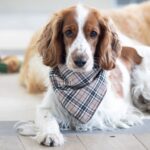 Barkberry Plaid Bandana Medium-Large